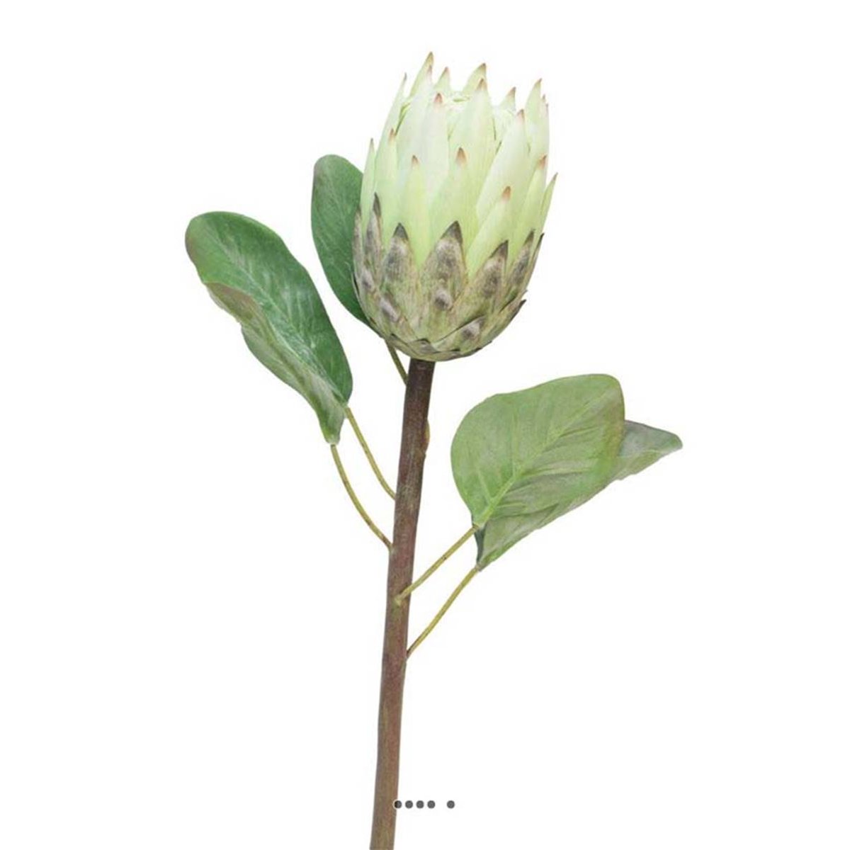 Protea, fleur des lacs, artificielle en ti crème, ARTIFICIELLES