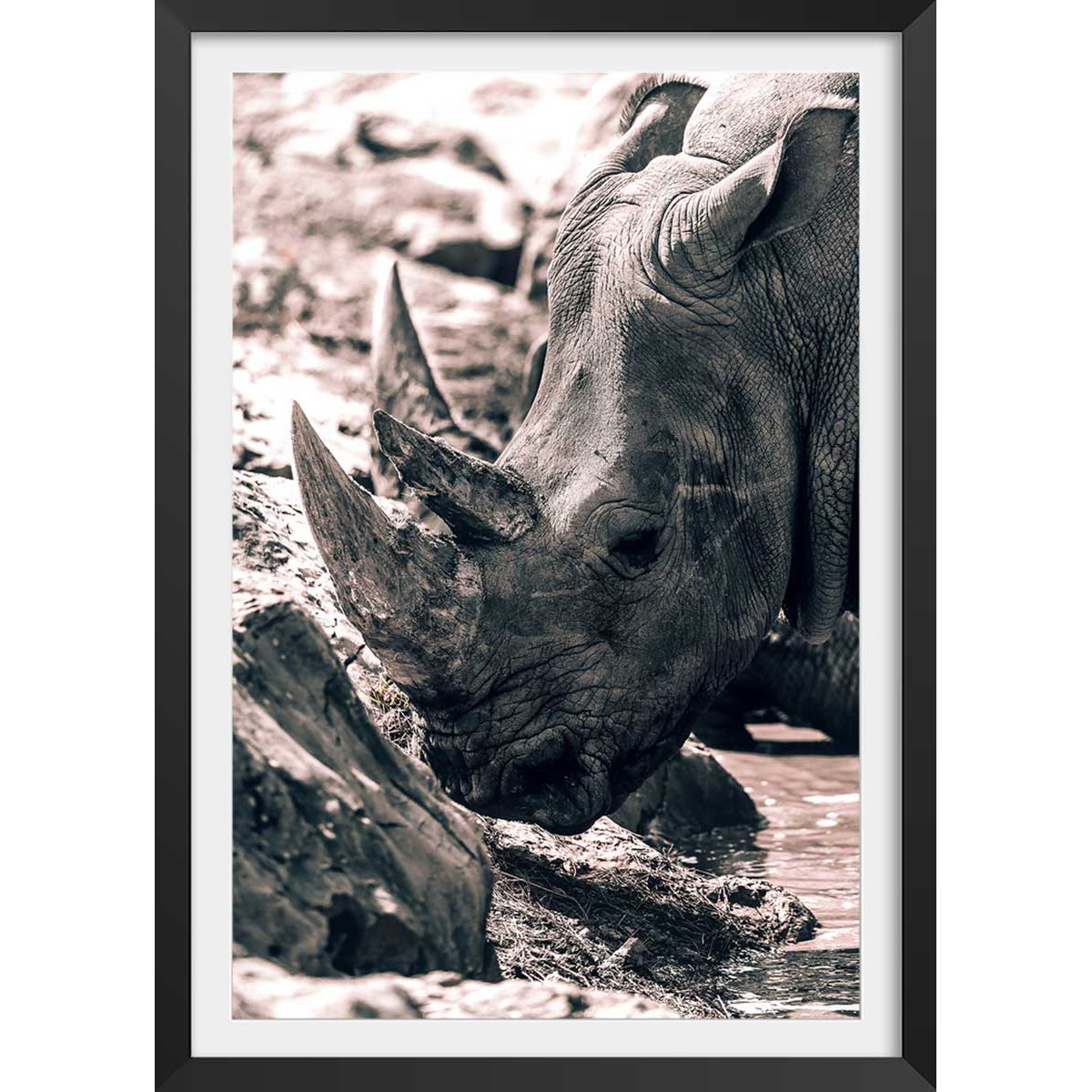 Affiche rhinoceros affiche + cadre en bois - noir, HEXOA