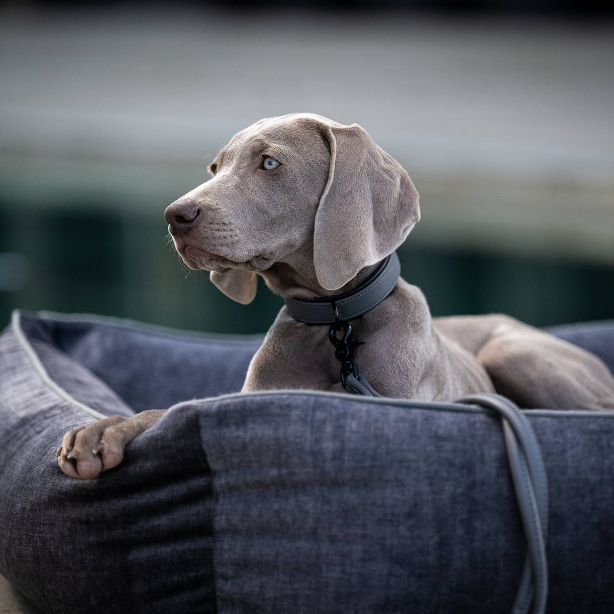 Collier chien en cuir AMICI gris, LABONI