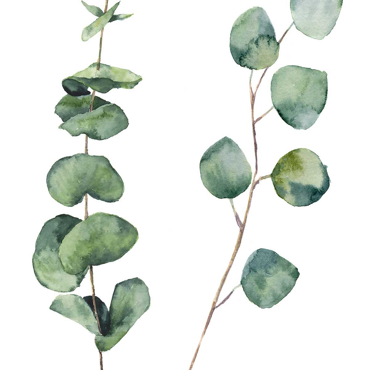 Affiche nature aquarelle feuille d' eucalyptus affiche + cadre en bois - noir, HEXOA