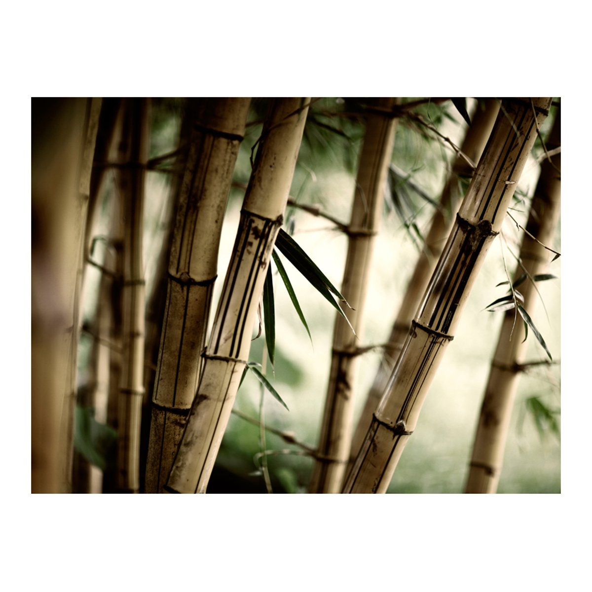 Papier peint intissé panoramique Orient Fog and bamboo forest blanc, EDEN