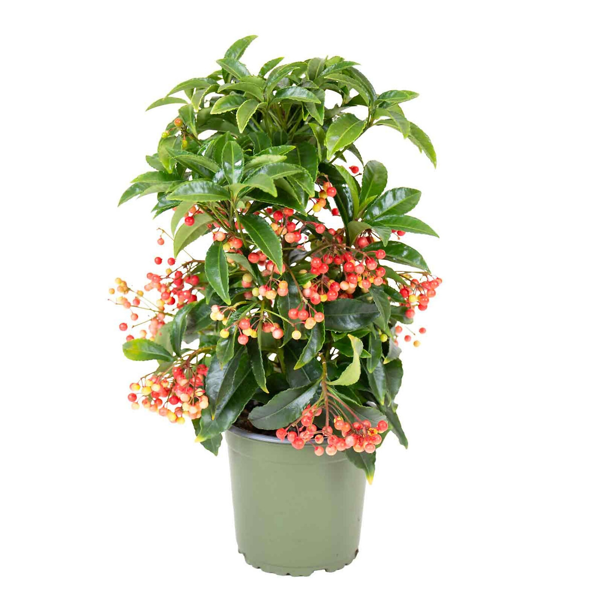 Planta Ardisia Crenata, BIOMA verde, BIOMA PLANTS