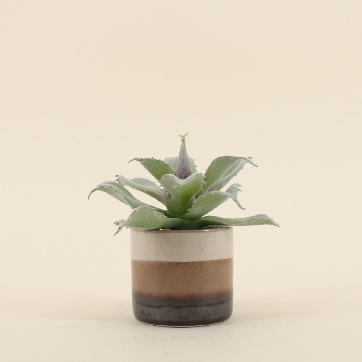 Plante grasse artificielle pot céramique rayé 12cm marron, ORNAMI