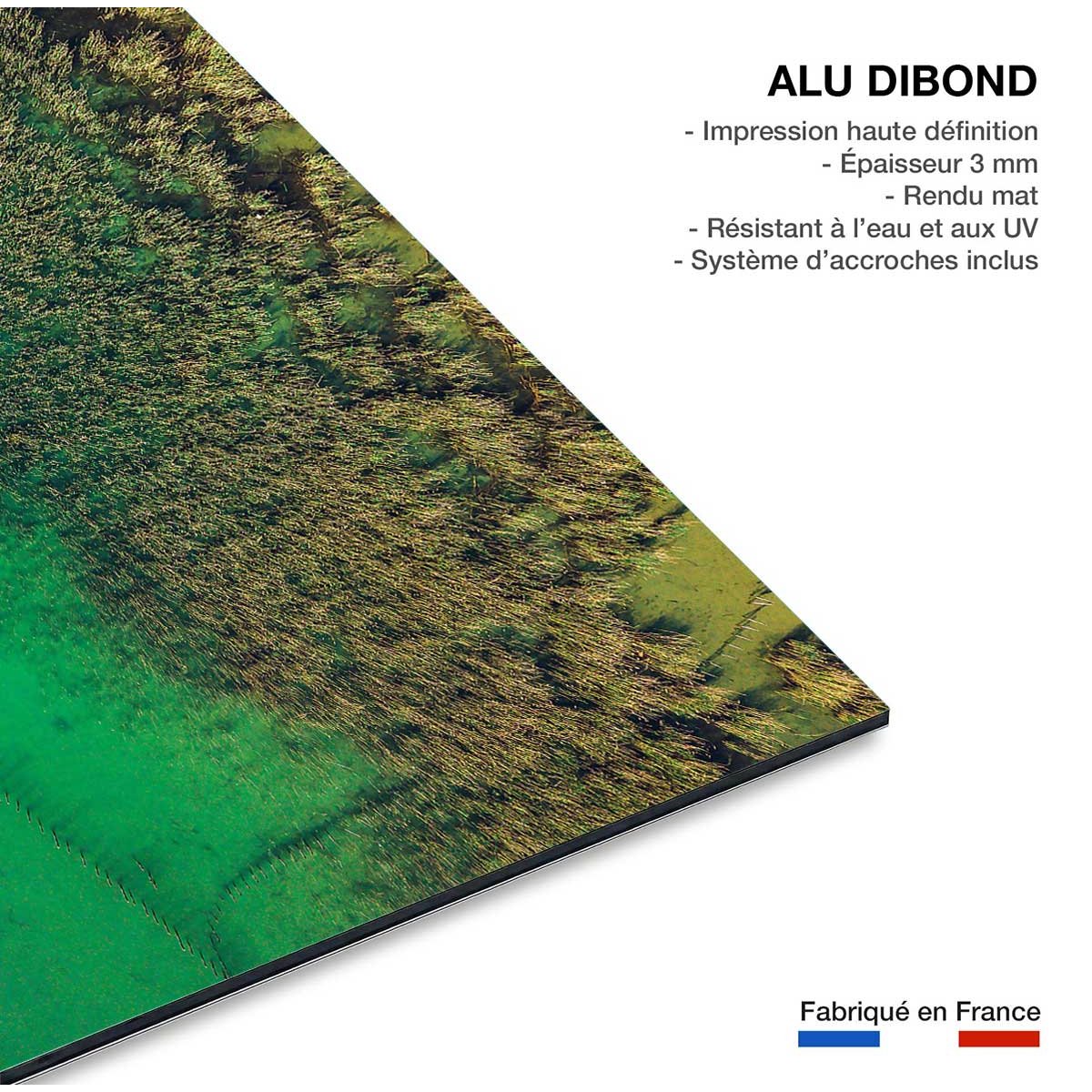 Tableau végétaux et flore aquatique tableau alu dibond, HEXOA