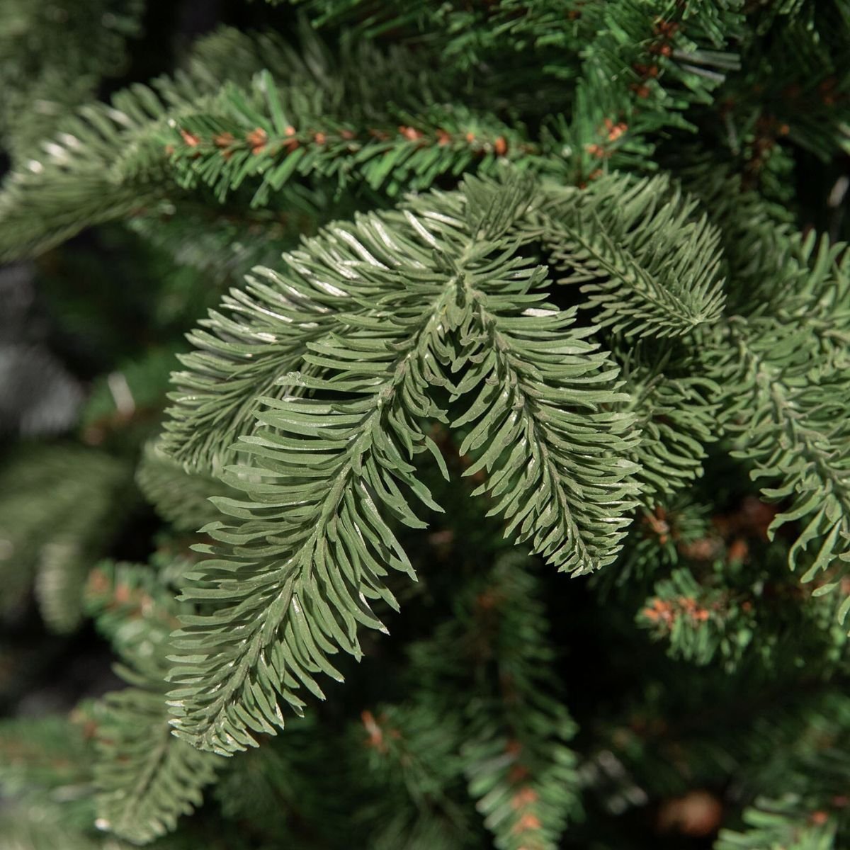 Couronne ABIES NORDMANN vert, TRIUMPH TREE