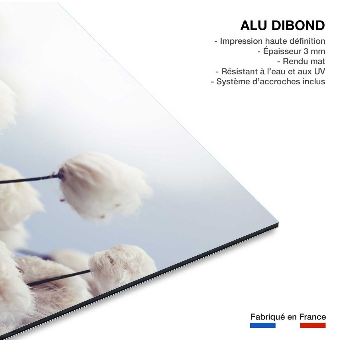 Tableau fleurs de coton au vent tableau alu dibond, HEXOA