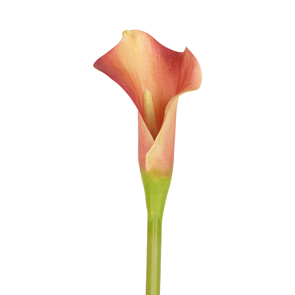 Tige d'arum artificielle H52 orange, SIA DECO