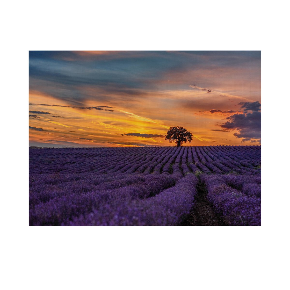Tableau de jardin Champs de lavande violet, orange, ART FOR THE HOME