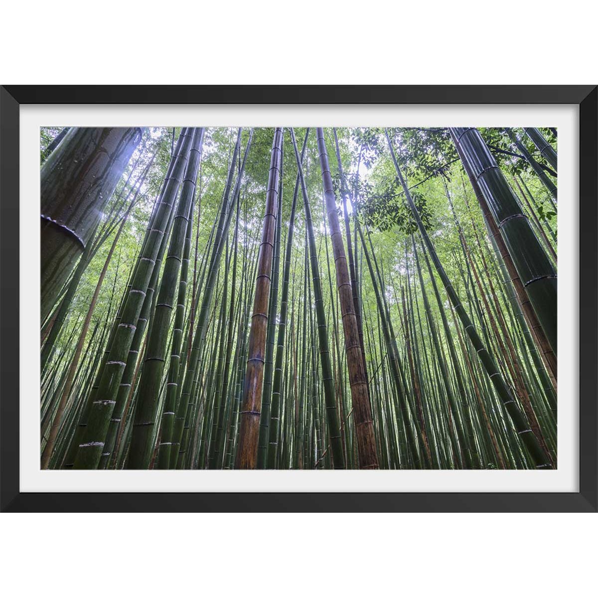 Affiche zen Bambous Geants affiche + cadre en bois - noir, HEXOA
