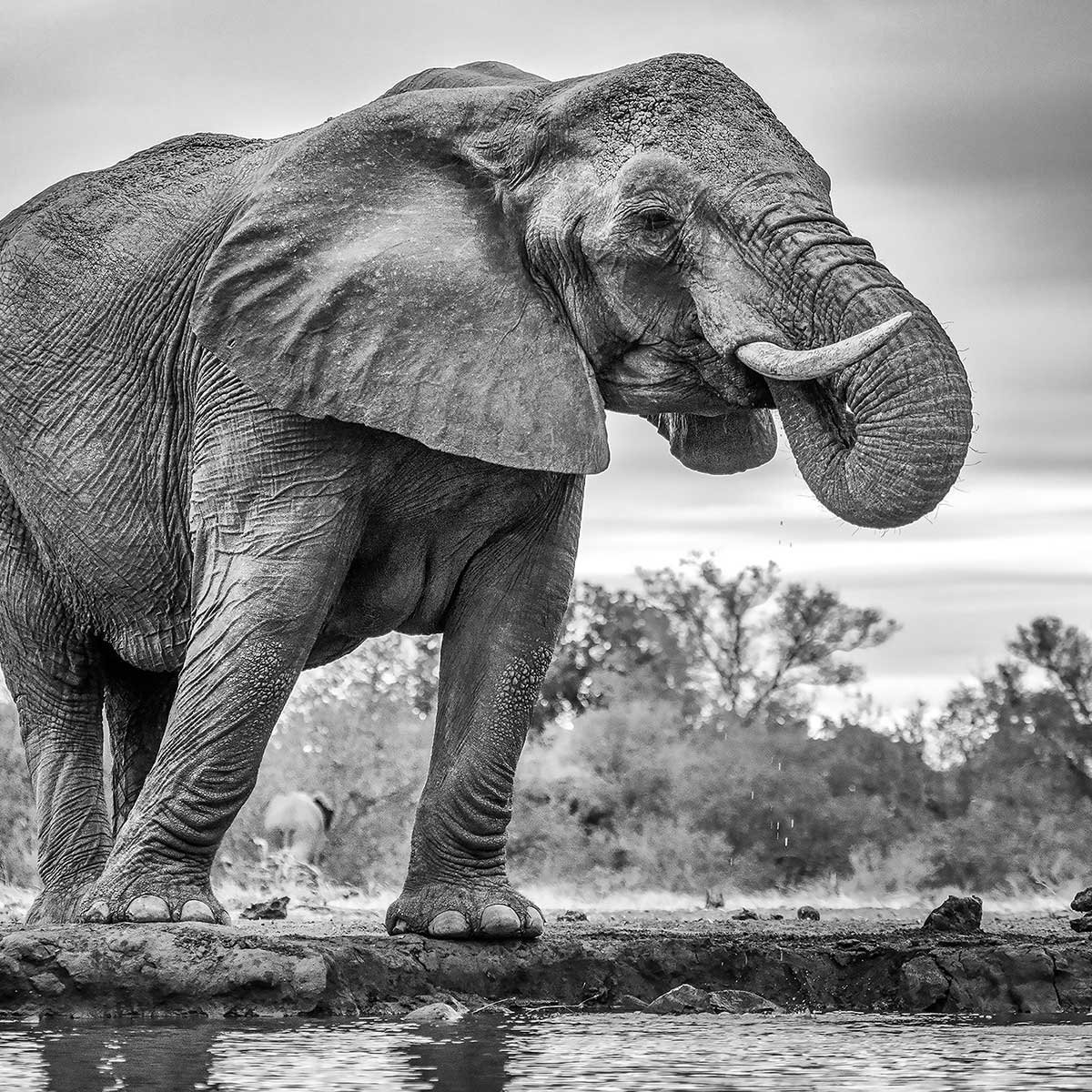 Tableau animaux standing proud tableau alu dibond, HEXOA