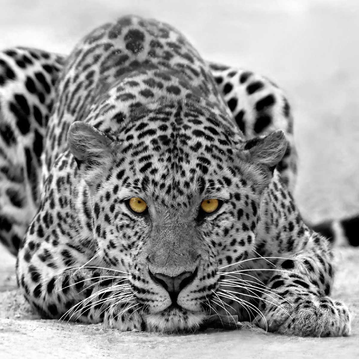 Tableau leopard noir et blanc tableau alu dibond, HEXOA