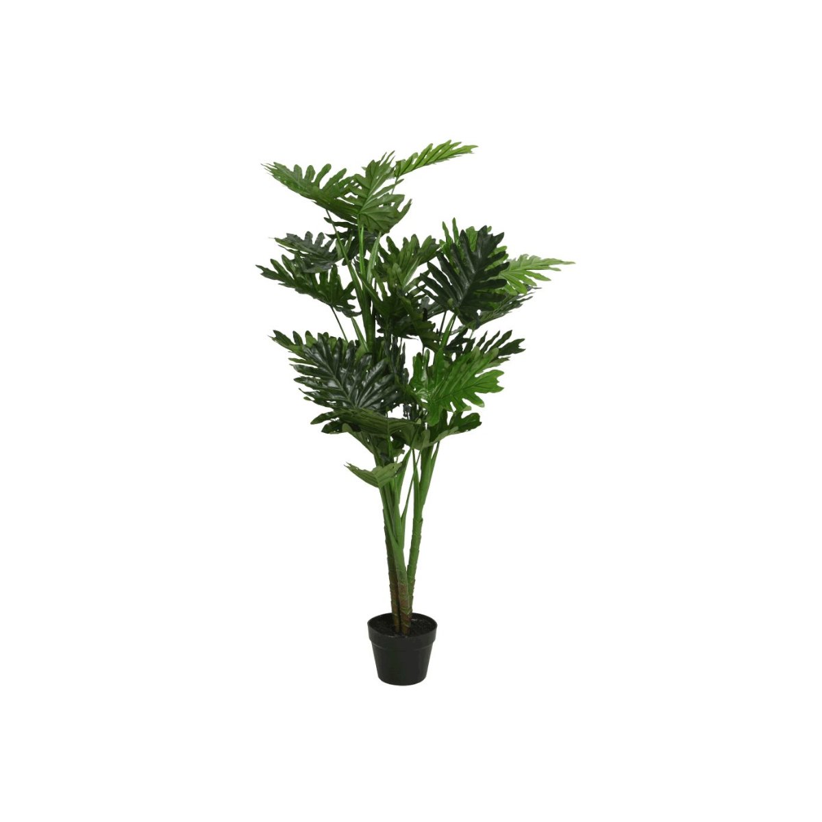 Philodendron en pot plastique vert, JARDIDECO