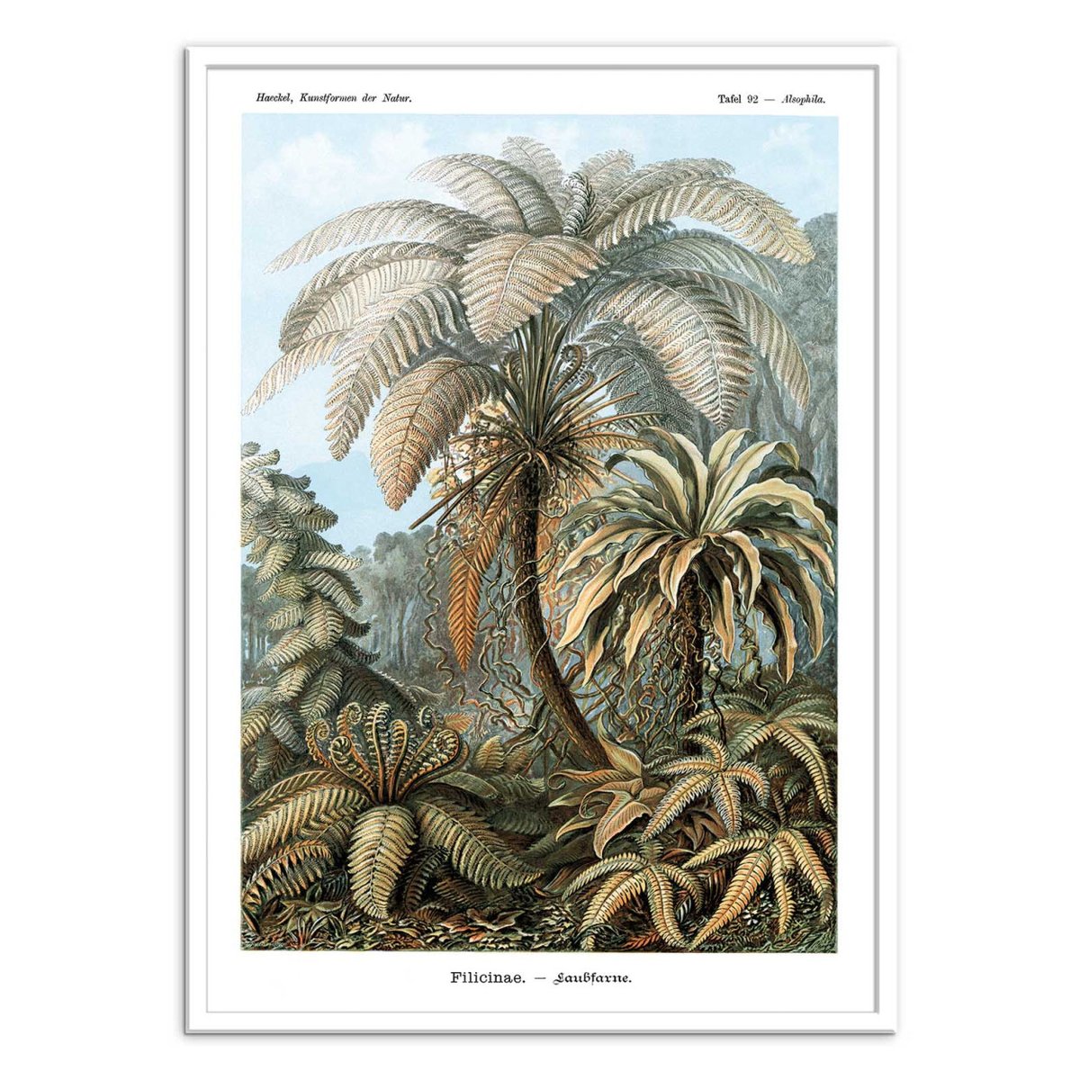 Affiche d'art - Filicinae, 1899 couleur unique, WALL EDITIONS