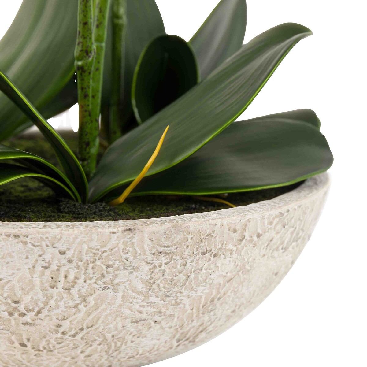 65cm Oversized Orchid Plant in Cement Pot white, ÉDITÉ