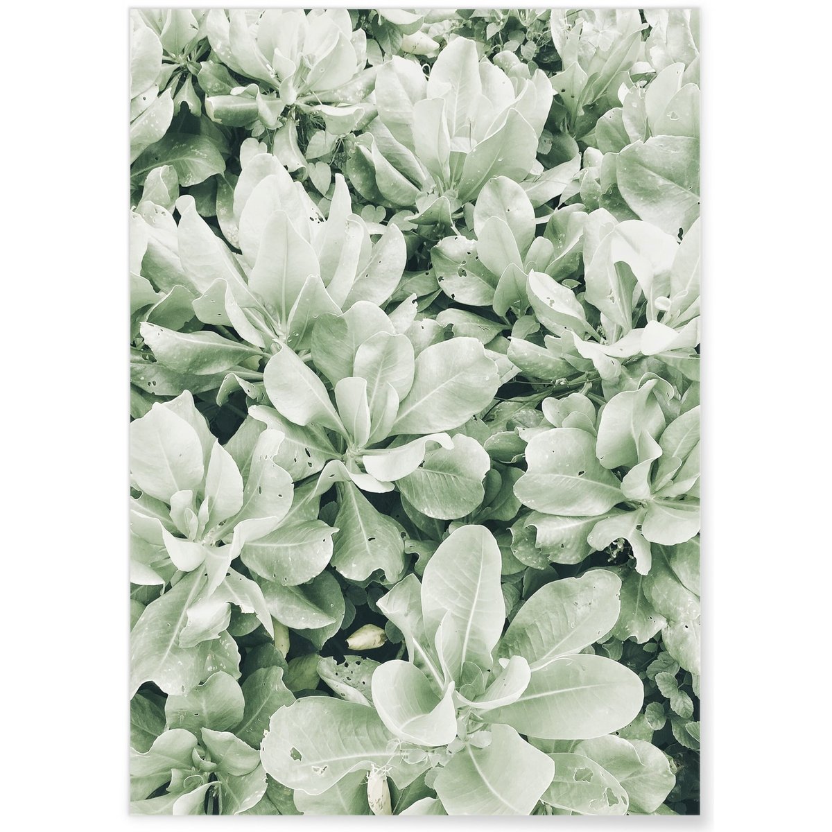 Poster nature Verte blanc, L'AFFICHERIE