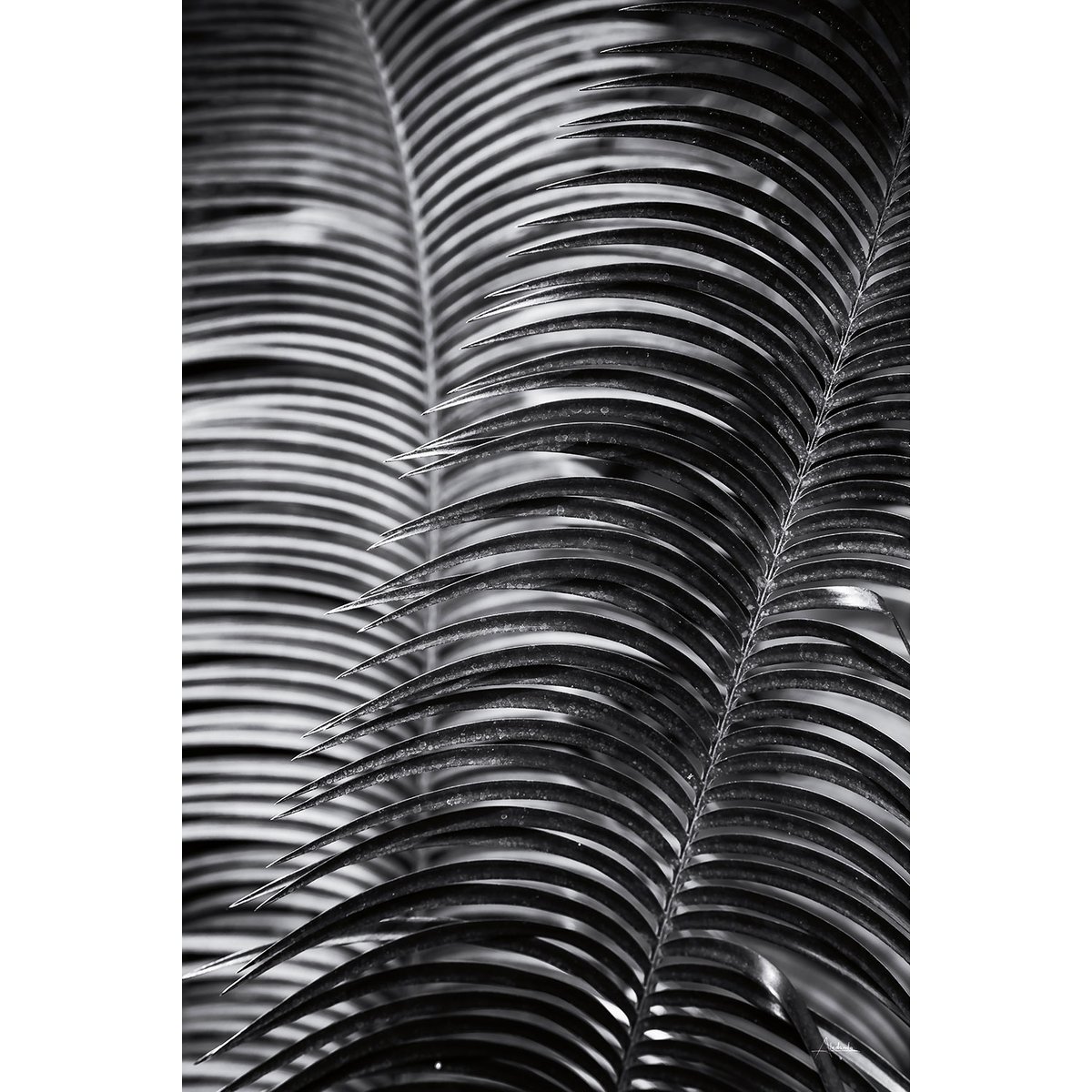 Tableau fleurs Sun palm tableau alu dibond, HEXOA