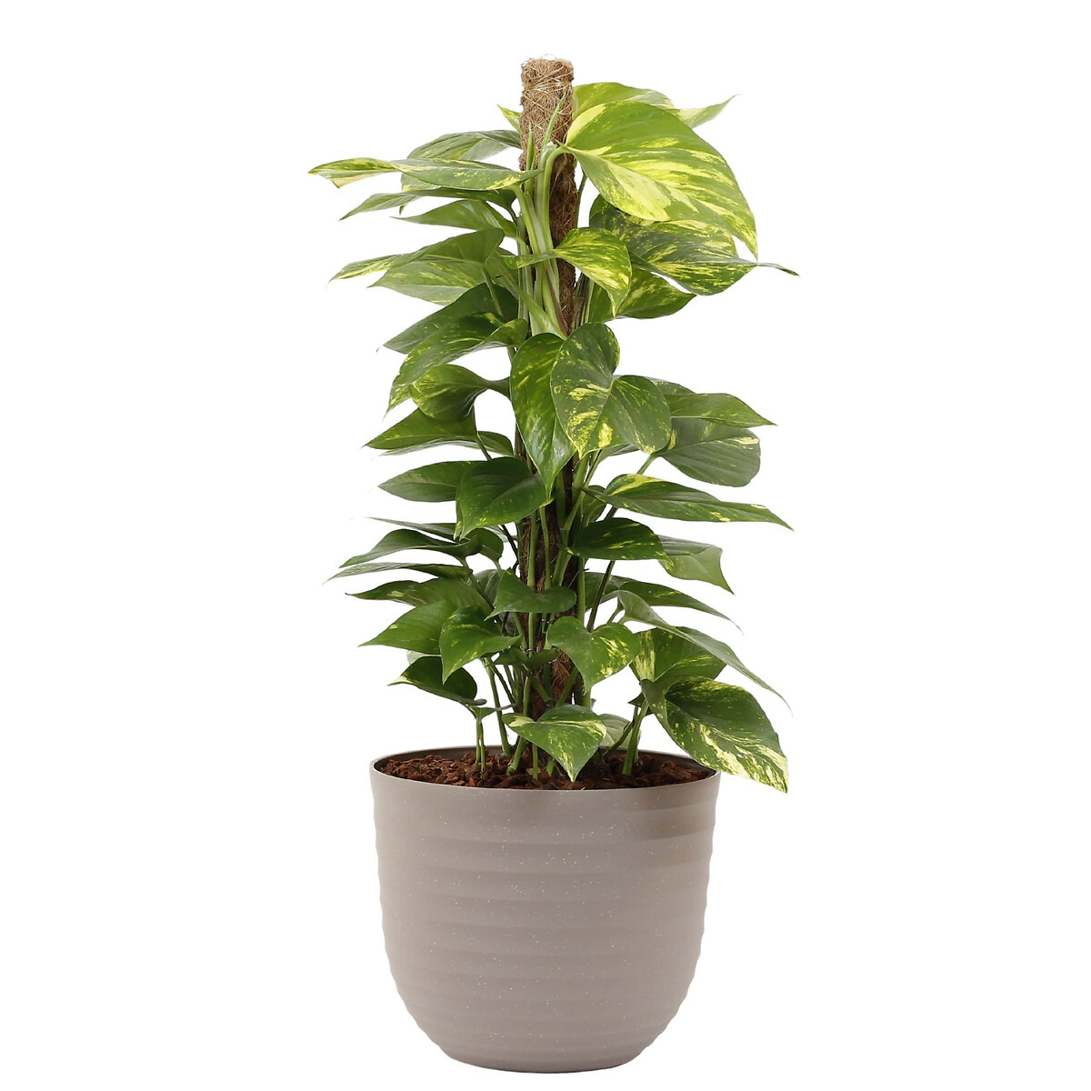 Planta Scindapsus aureum + vaso havana waves, da BIOMA linho, BIOMA PLANTS