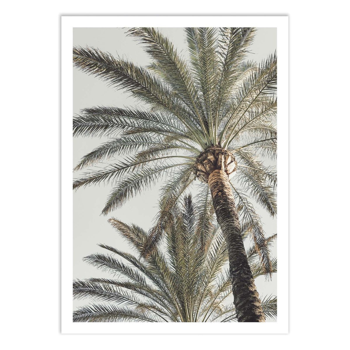Affiche d'art - Palm_005 - Pictufy Studio III affiche d'art, WALL EDITIONS