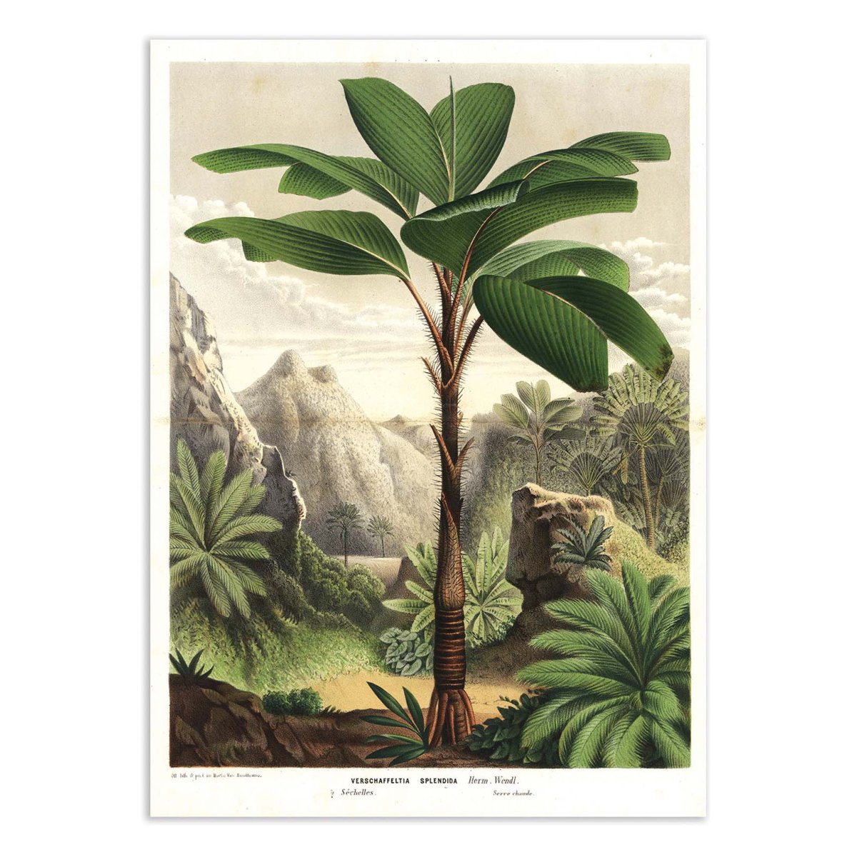 Affiche d'art - Seychelles Stilt Palm 1862 - Florilegius couleur unique, WALL EDITIONS