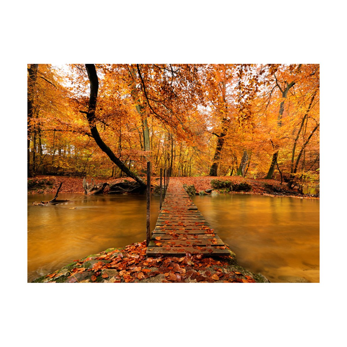 Papier peint intissé panoramique Paysage Passerelle en bois dans la forêt orange / cuivré, EDEN