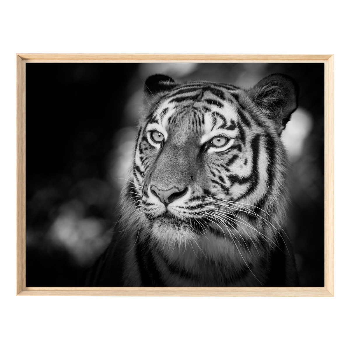 Tableau Mural Encadré Portrait Tigre Sauvage ANIMAUX tableaux encadrés, CEANOTHE