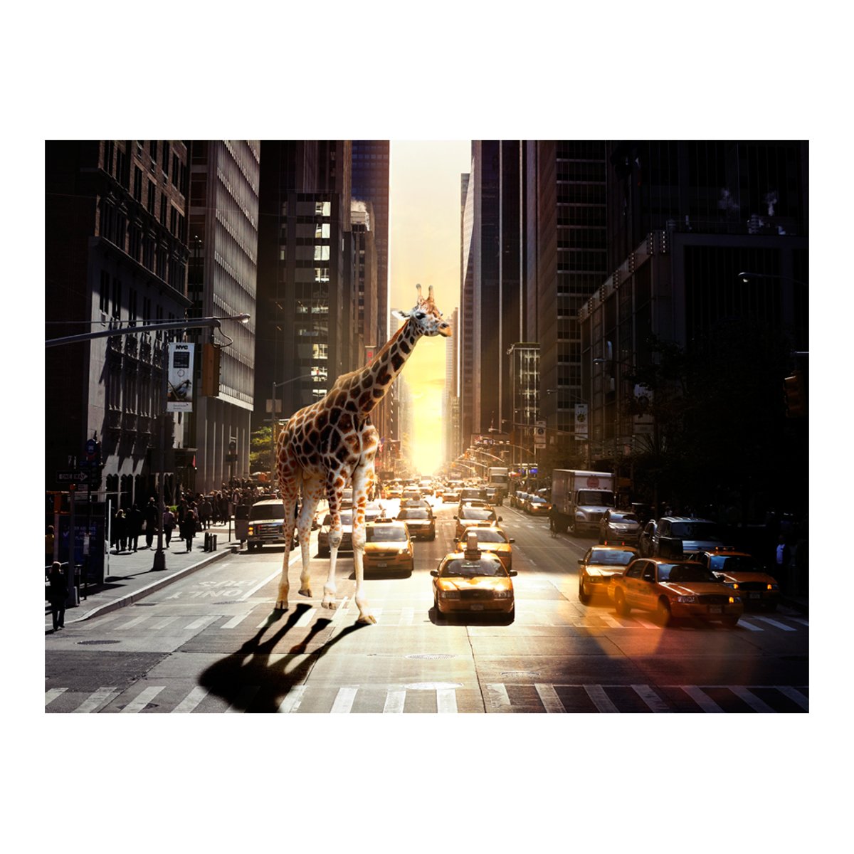 Papier peint intissé panoramique Ville et Architecture Girafe à New York noir, EDEN