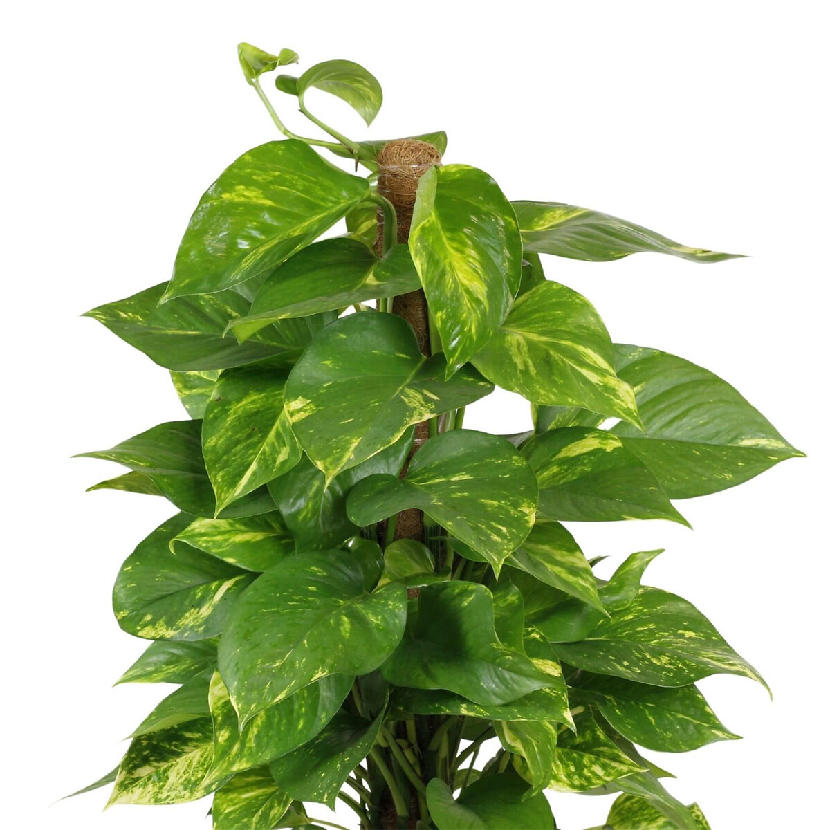 Planta Scindapsus aureum + vaso havana waves, da BIOMA linho, BIOMA PLANTS