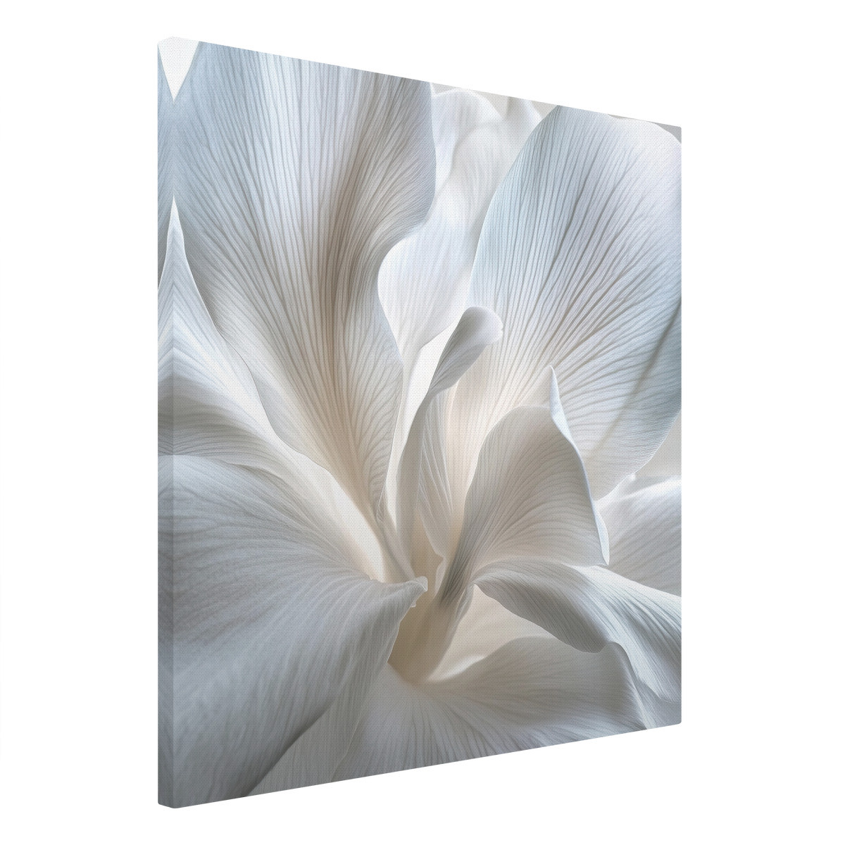 Tableau Sur Toile Douce Fleur Blanche FLEUR tableaux sur toile-blanc, CEANOTHE