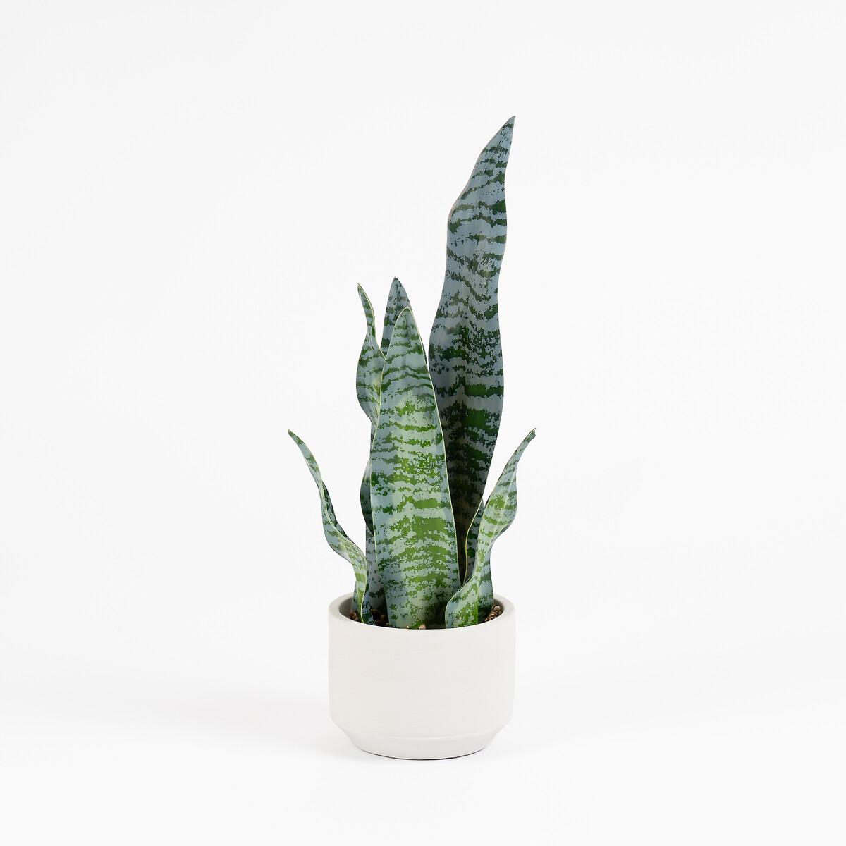 48cm Sansevieria in Cement pot green, SO'HOME