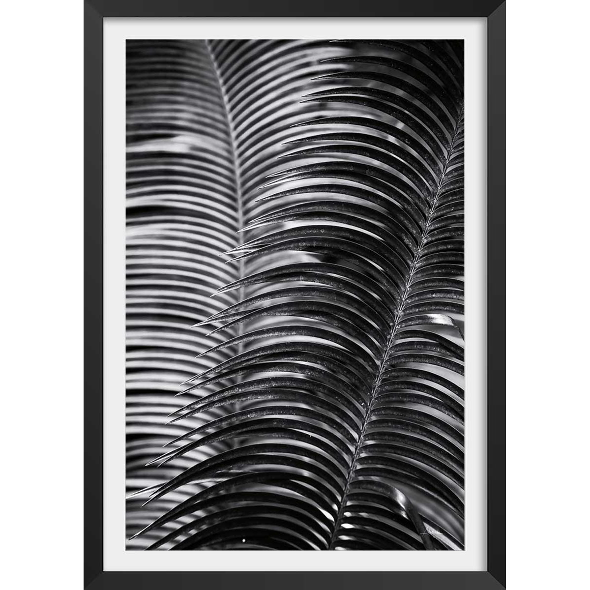 Poster jungle Sun palm affiche + cadre en bois - noir, HEXOA