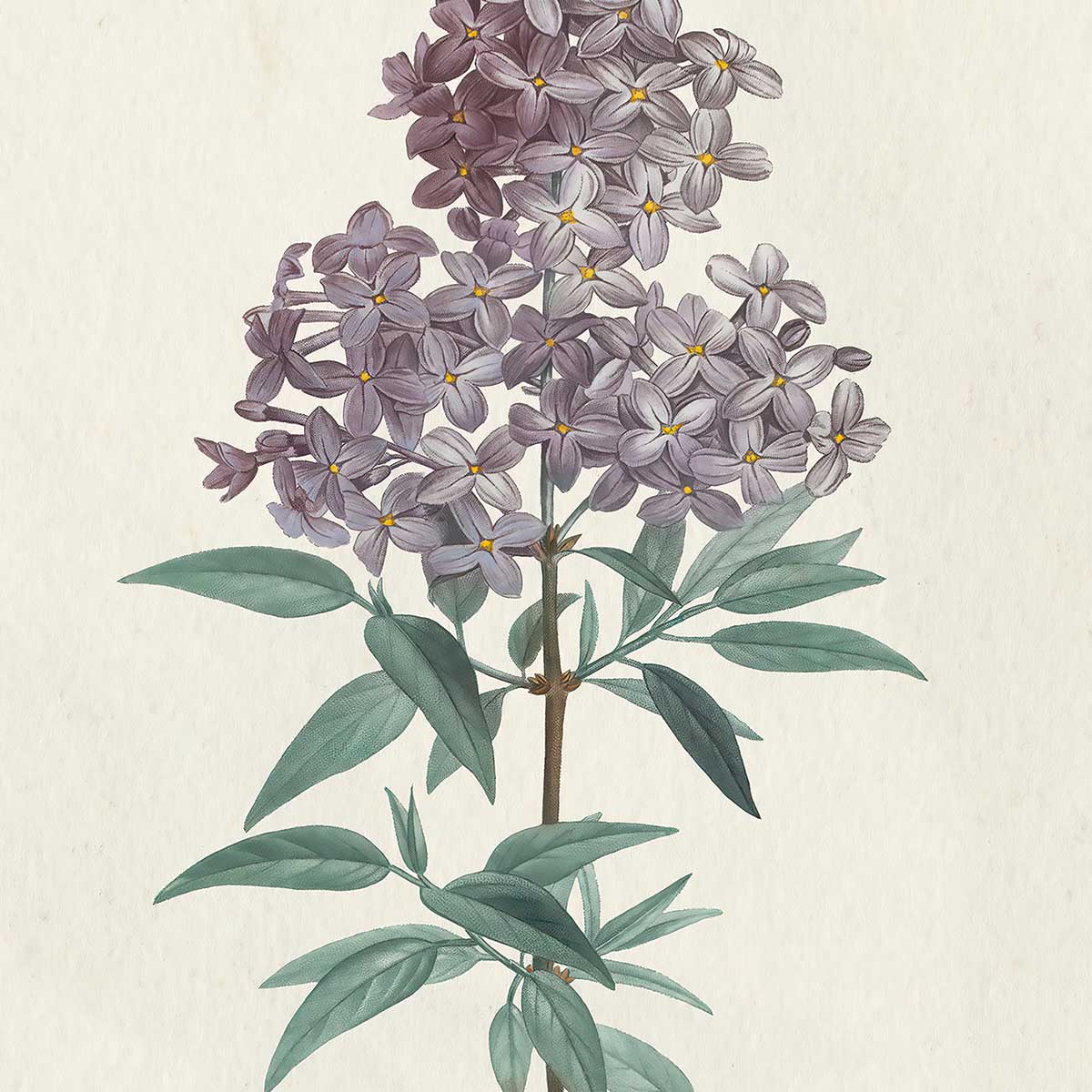 Affiche fleurs de Lilas vintage affiche + cadre en bois - noir, HEXOA