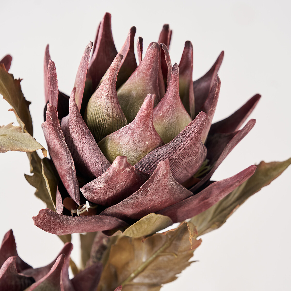 Set of 6 74cm Mulberry Lotus Stems brown              , ÉDITÉ
