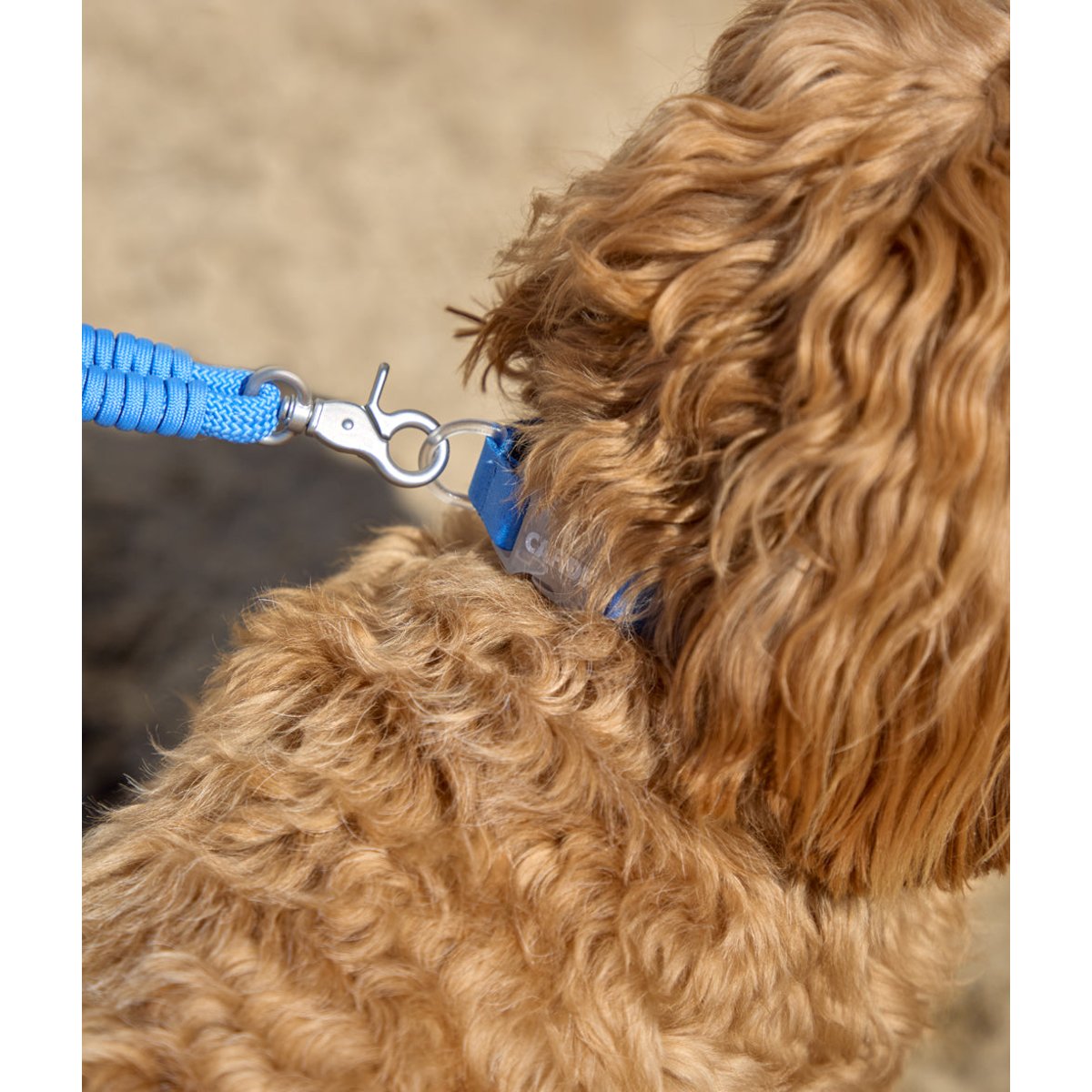 Collier pour chien, ONA bleu, CAFIDE