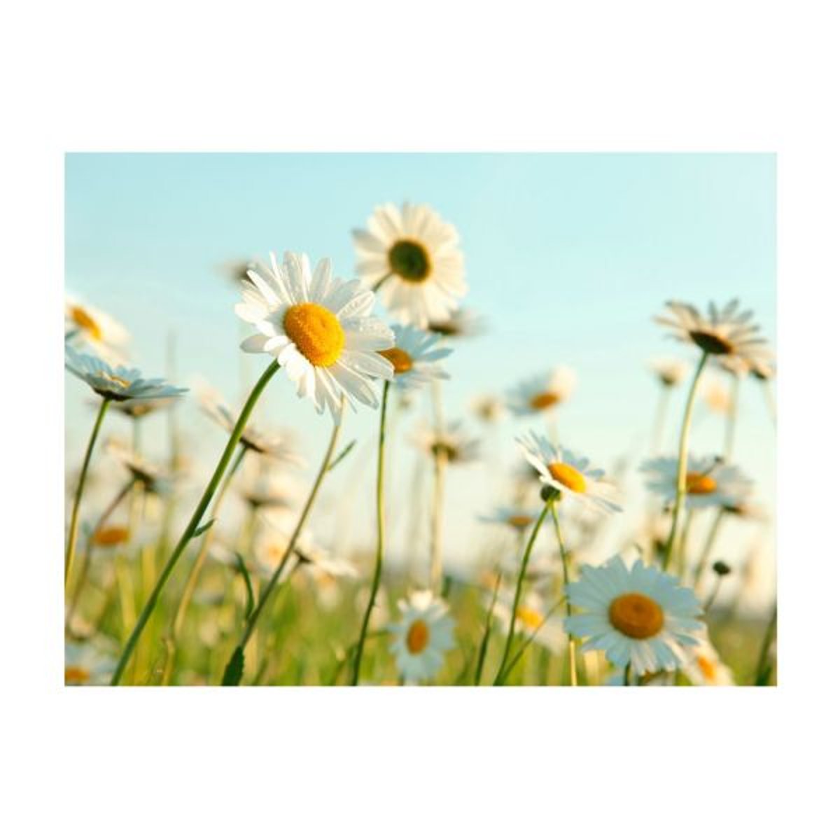 Papier peint intissé panoramique Fleurs Marguerites - prairie de printemps blanc, EDEN