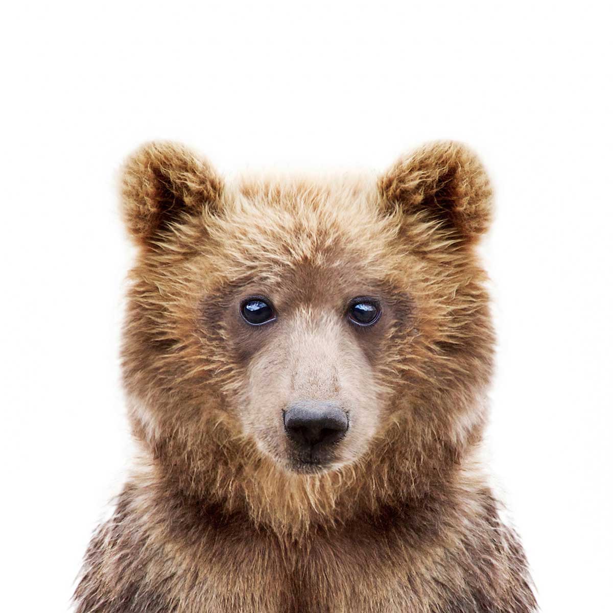 Affiche enfant bébé ours affiche seule, HEXOA