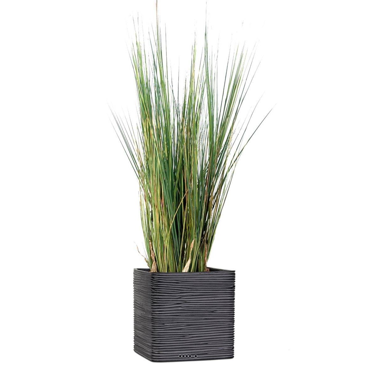 Isolepsis artificiel Graminée Herbe d' v002239, ARTIFICIELLES