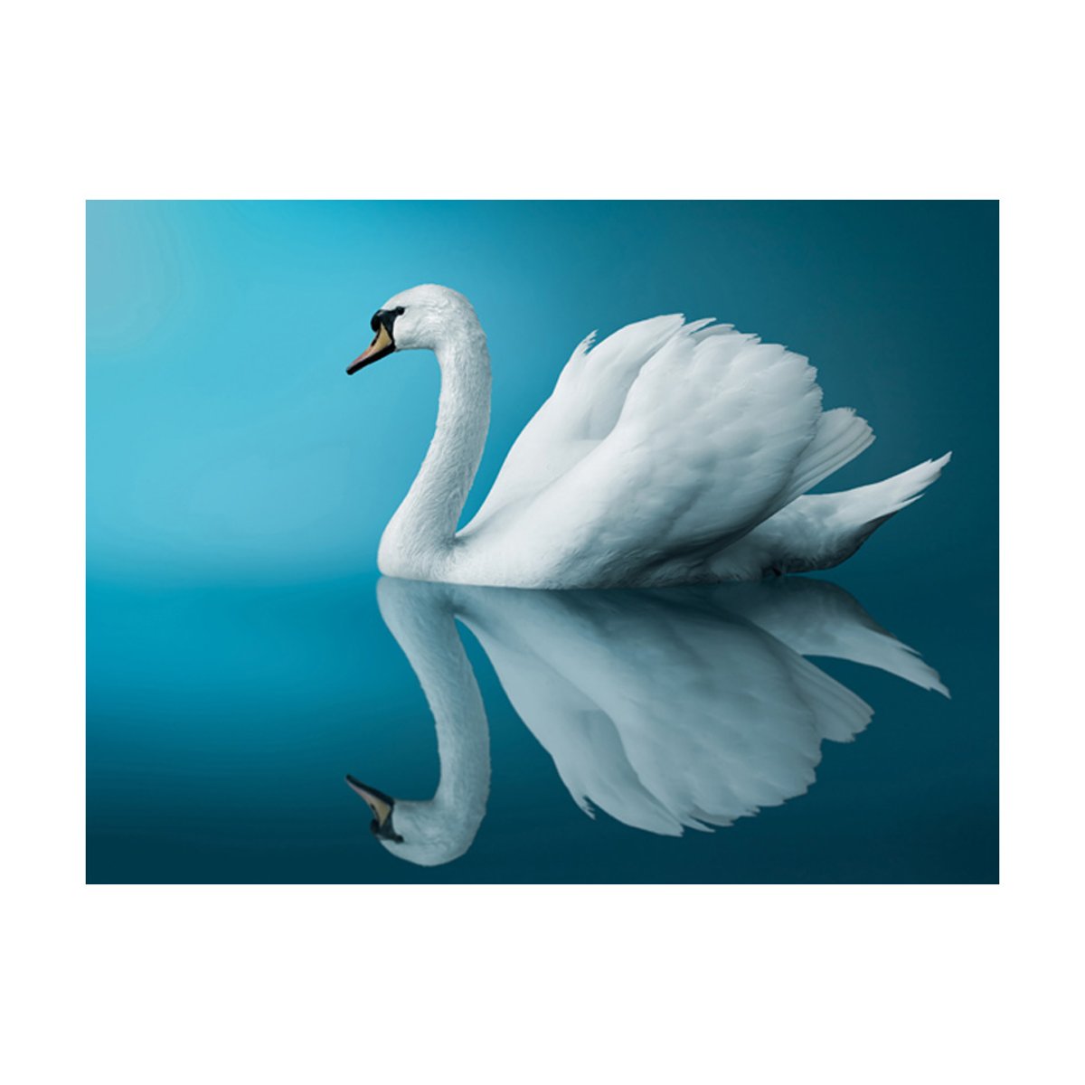 Papier peint intissé panoramique Animaux cygne - réflexion multicouleur, EDEN