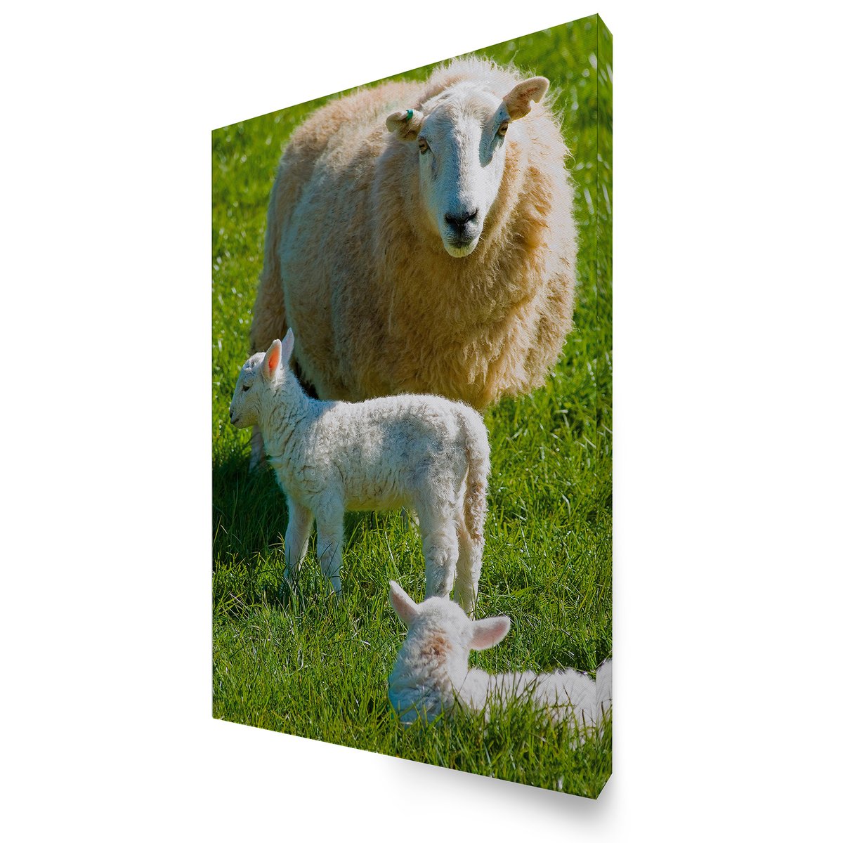 Tableau de jardin Agneau en famille beige, vert, ART FOR THE HOME