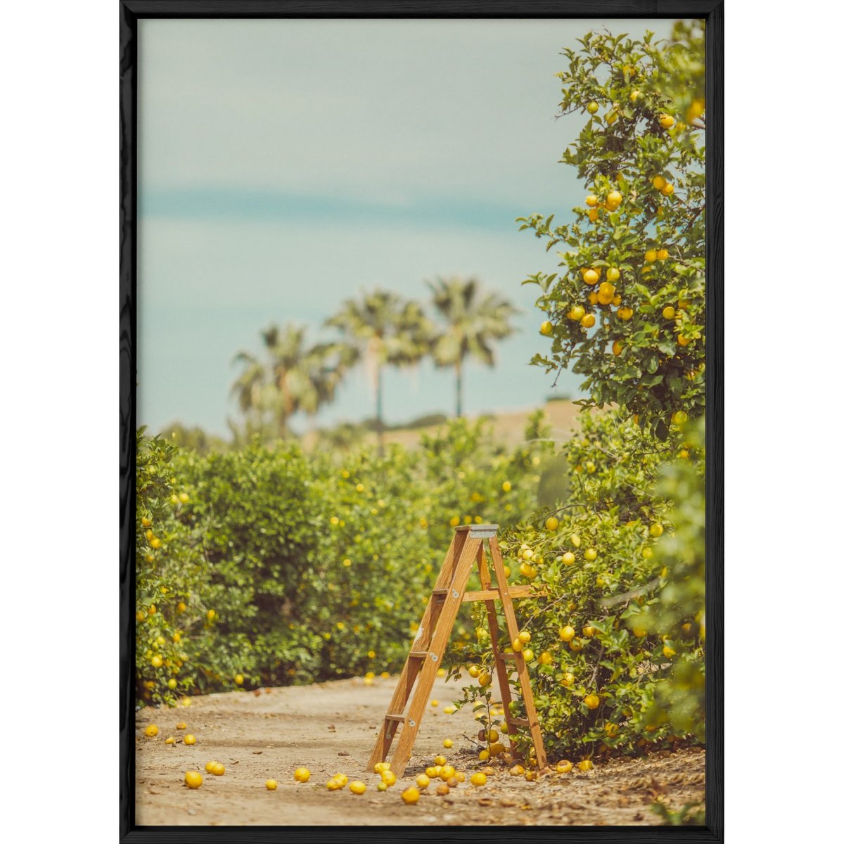 Affiche Lemon Trees blanc, L'AFFICHERIE