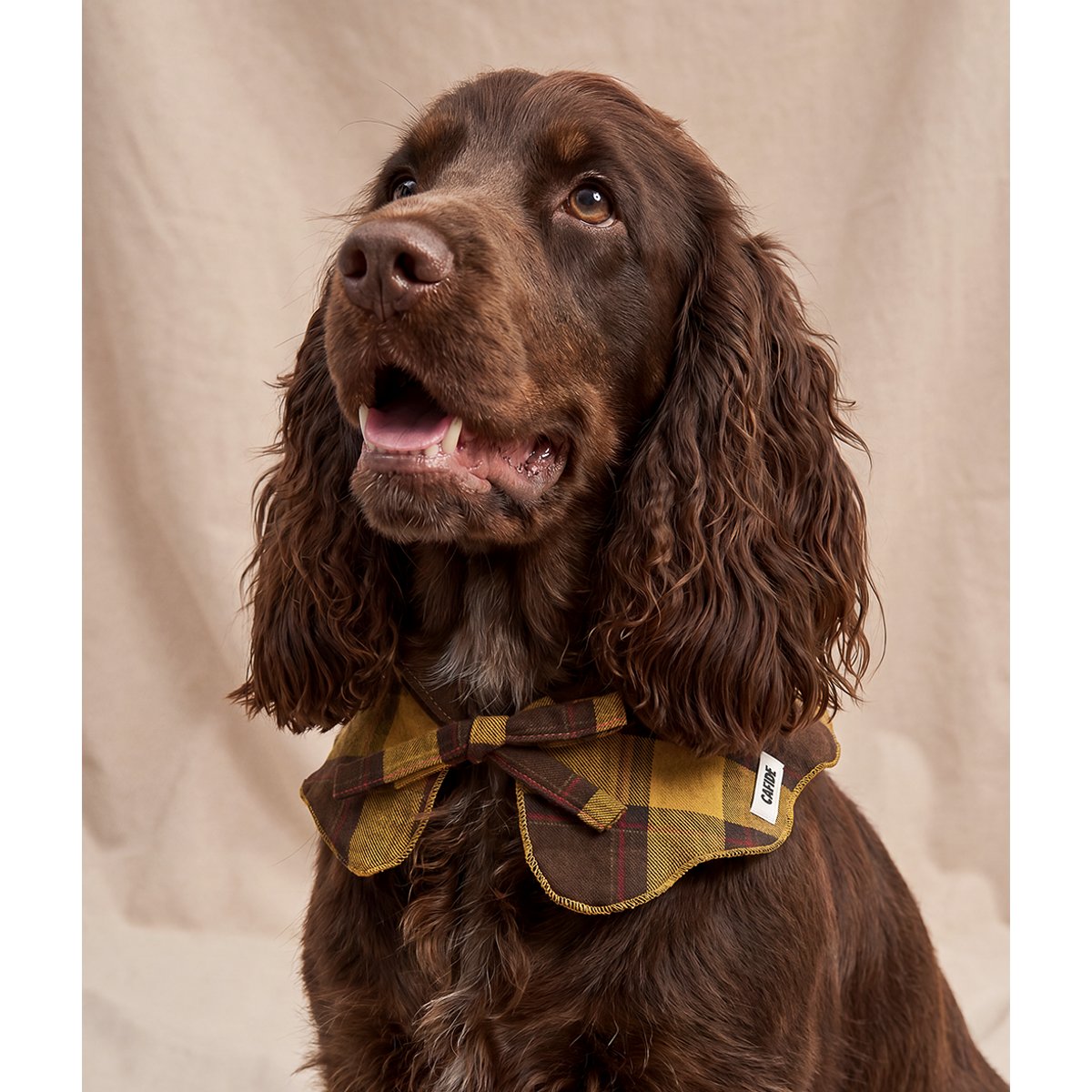 Bandana pour chien style col tartan moutarde, Lola jaune, CAFIDE