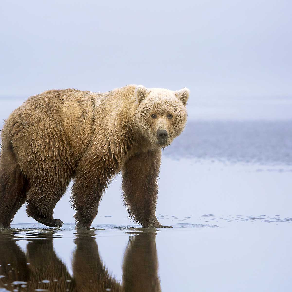 Tableau la marche de l'Ours tableau alu dibond, HEXOA