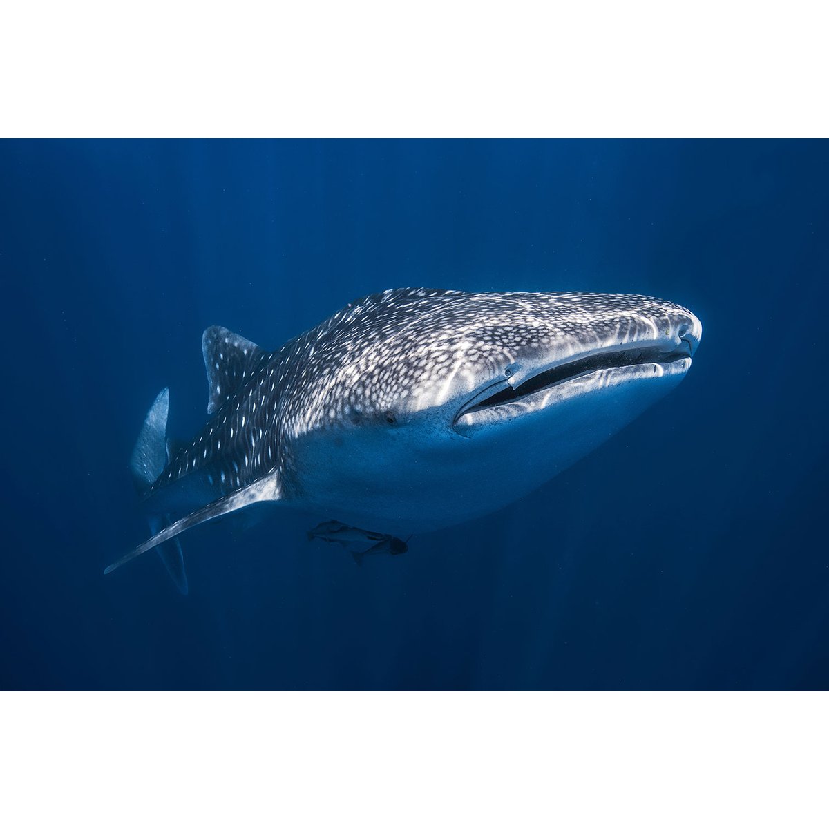 Tableau Requin baleine tableau alu dibond, HEXOA
