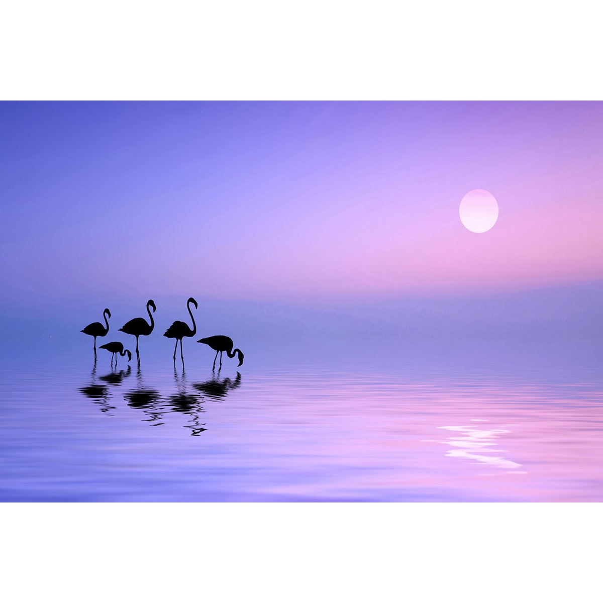 Tableau animaux Morning Flamingo tableau alu dibond, HEXOA