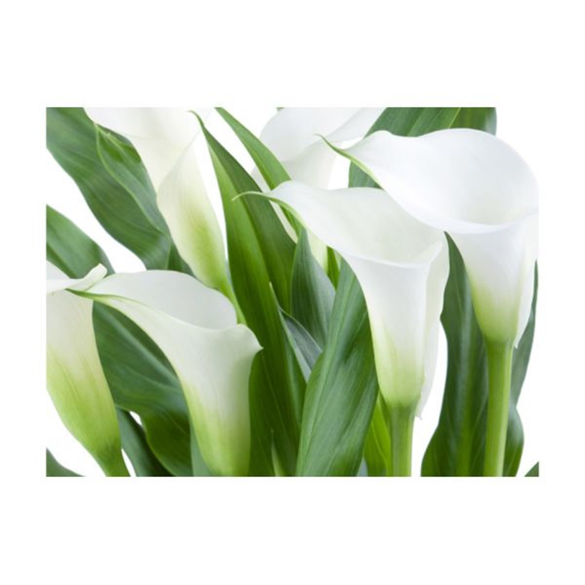 Papier peint intissé panoramique Fleurs bouquet de fleurs - callas vert, EDEN