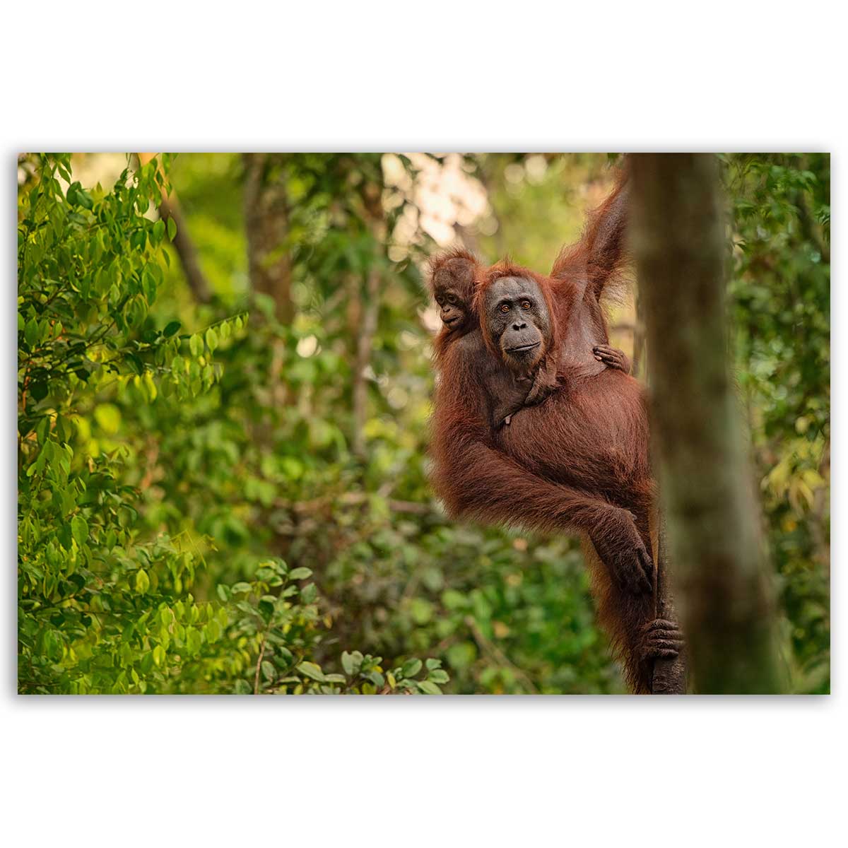 Tableau orang-outan et bébé dans la jungle toile imprimée, HEXOA