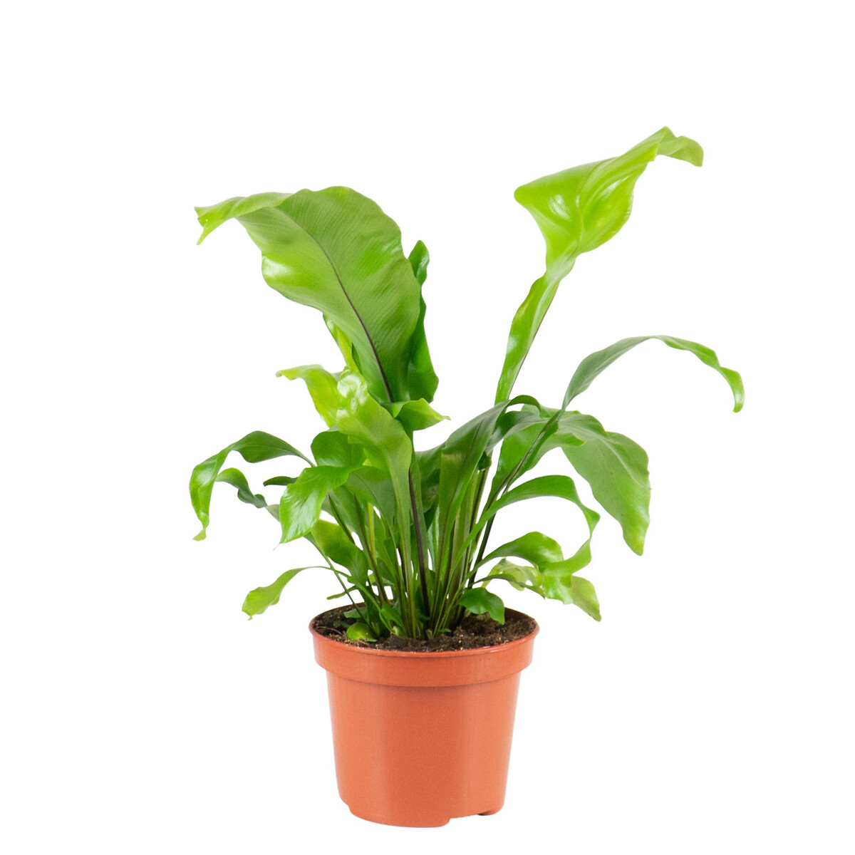Planta Asplenium Nidus, BIOMA  verde, BIOMA PLANTS