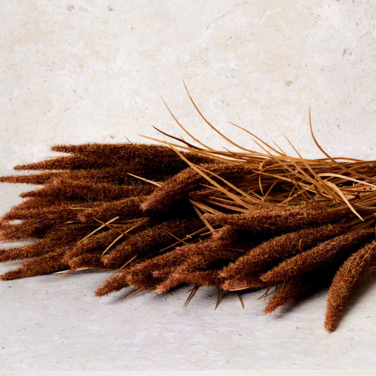 Bouquet de pampa 12 tiges artificielle H80 marron, SIA DECO