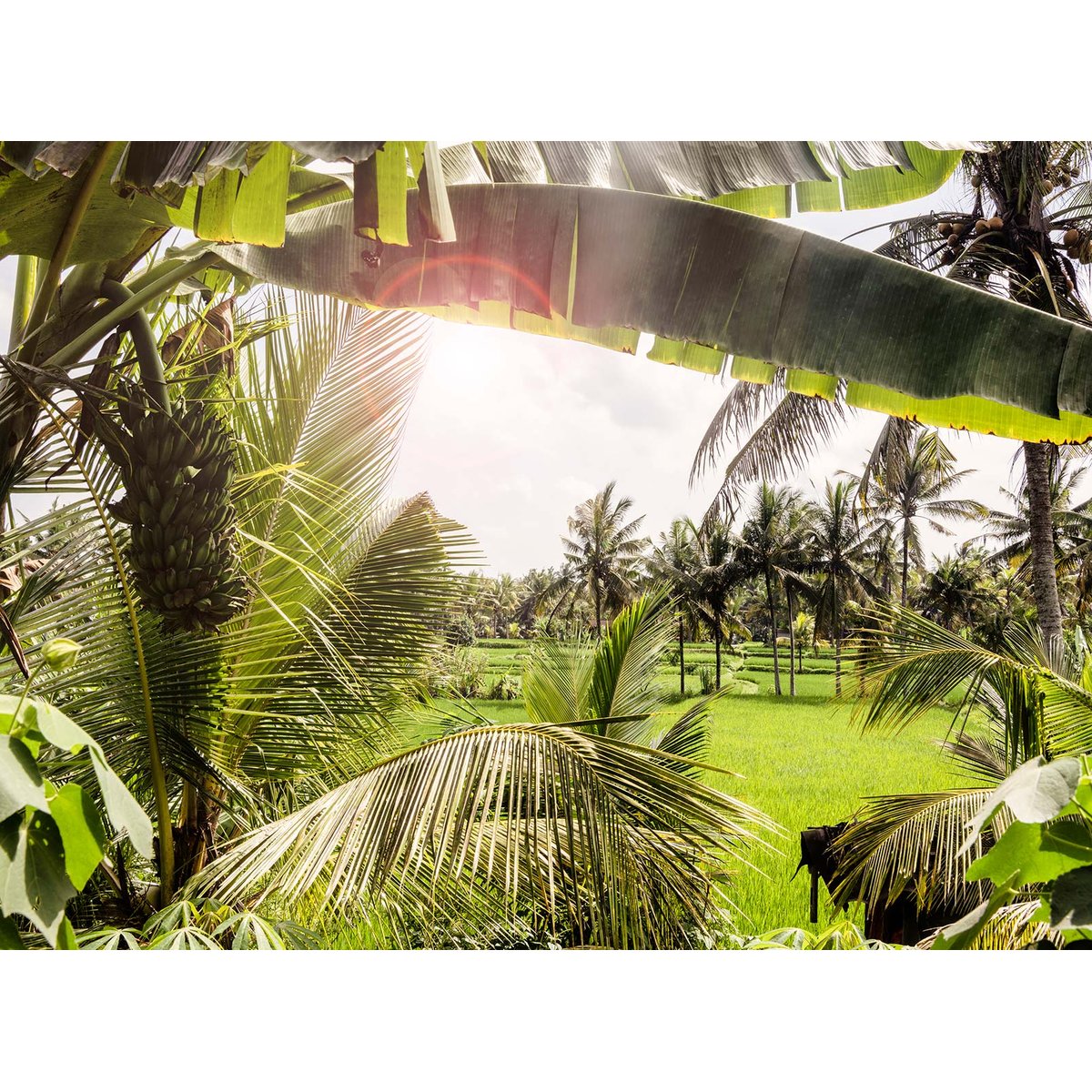 Papier peint panoramique exotique paysage de bali intissé, HEXOA