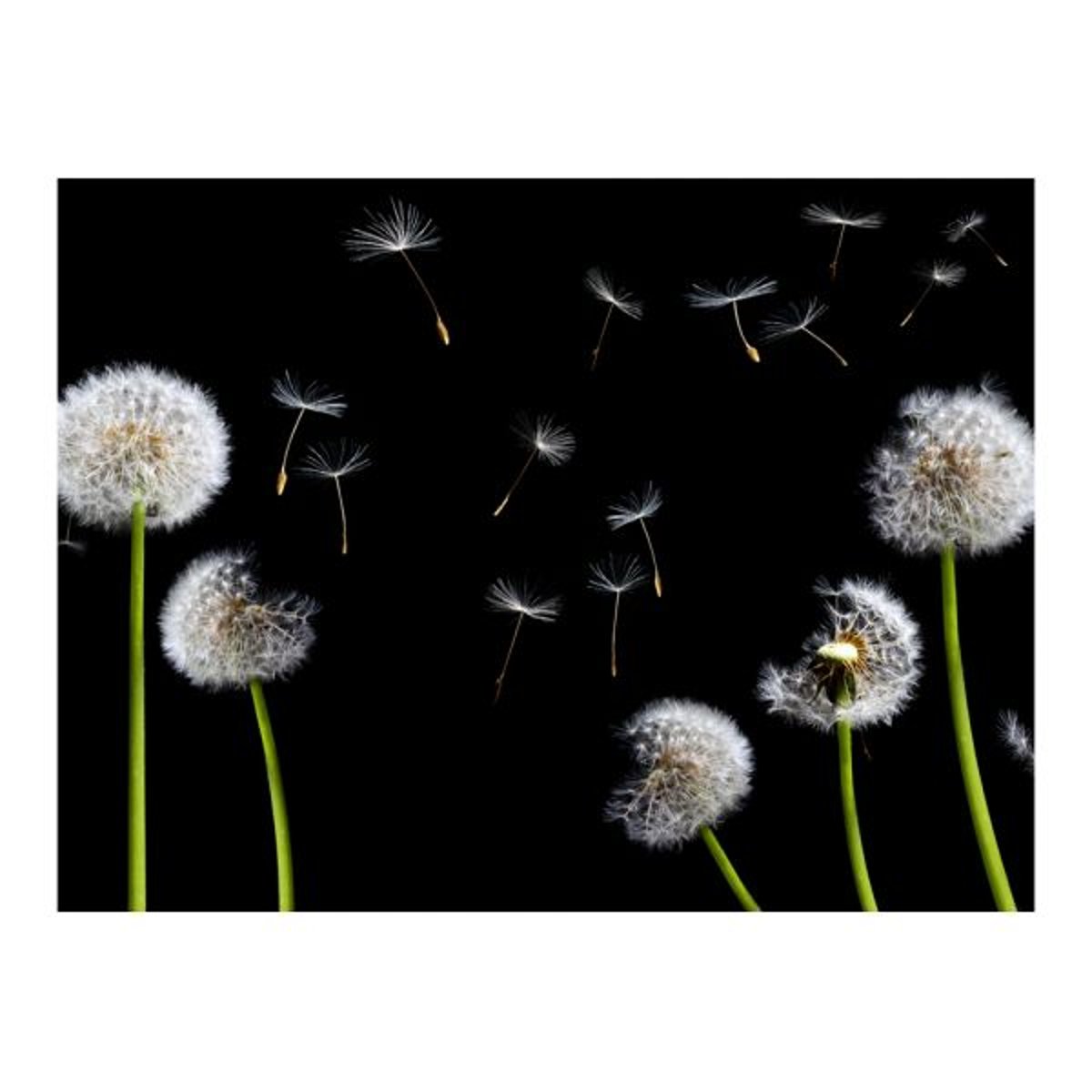 Papier peint intissé panoramique Fleurs Pissenlits au vent noir, EDEN