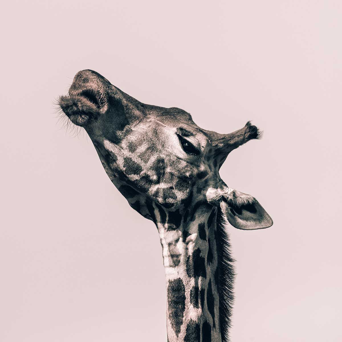 Affiche girafe ma reine affiche + cadre en bois - noir, HEXOA
